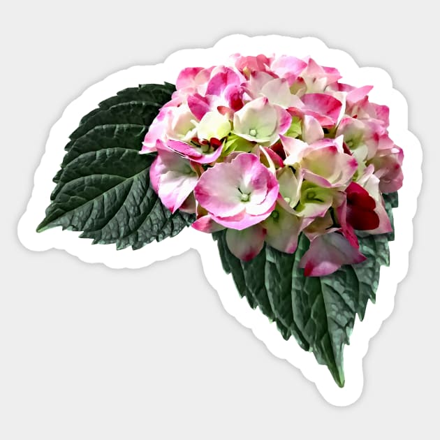 Elegant Pink and White Hydrangea Sticker by SusanSavad